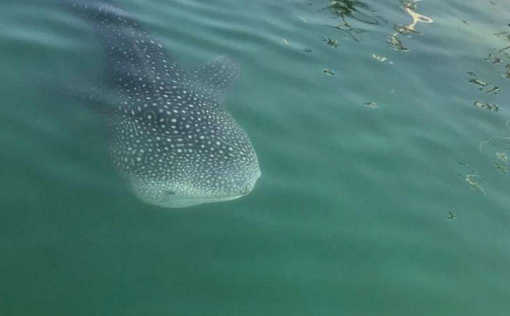 Abu Dhabi beach closed after whale shark spotted