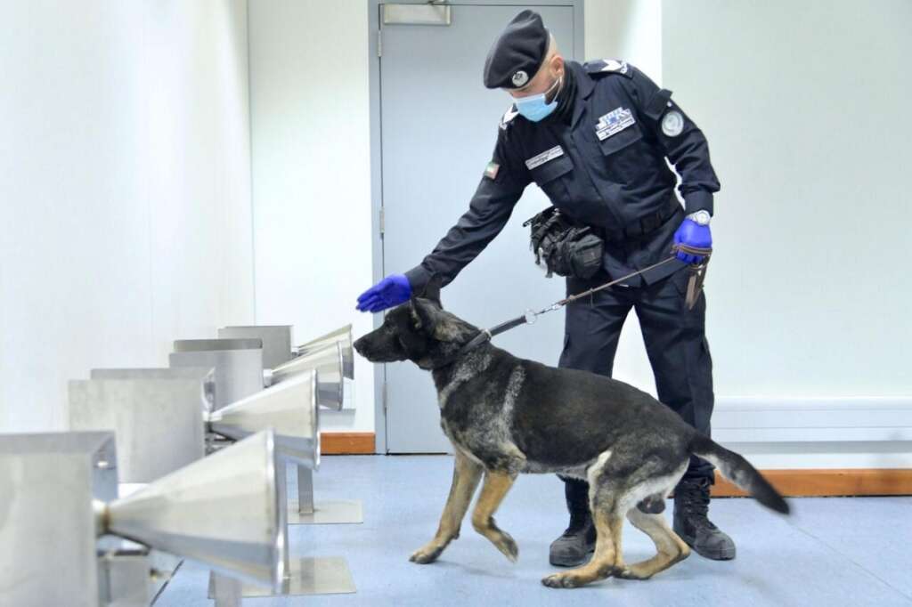 Video: UAE using police dogs to detect coronavirus in seconds ...