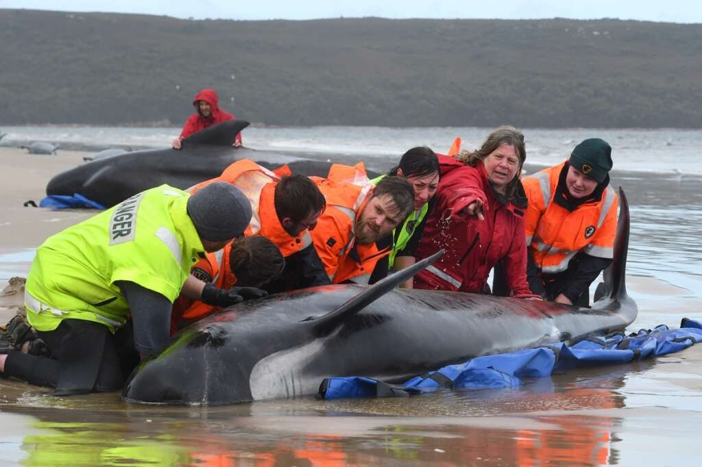Rescuers, whales, Sydney, Australia, Macquarie