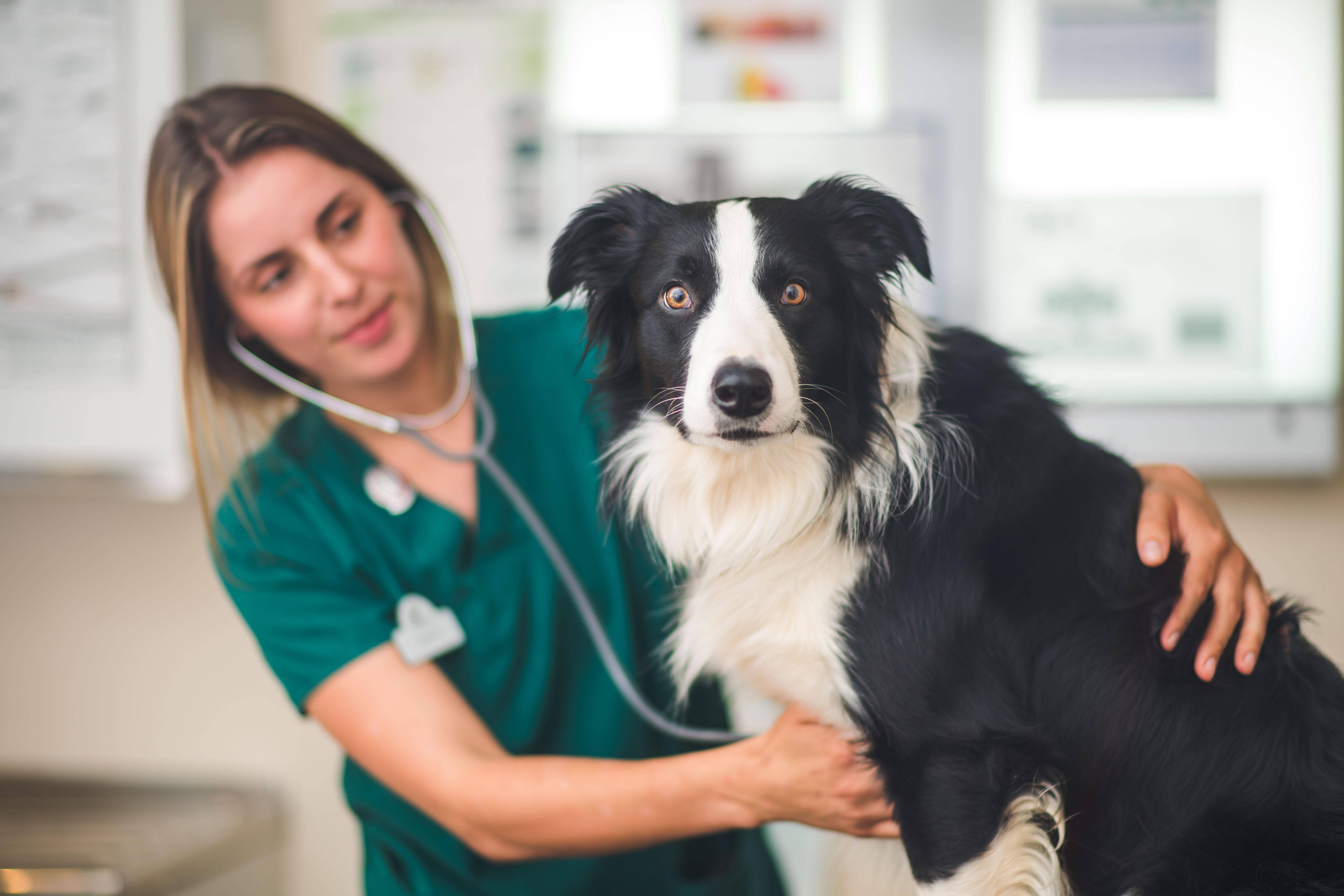 Mubadala invests $497 million in Europe’s high veterinary care supplier – Information