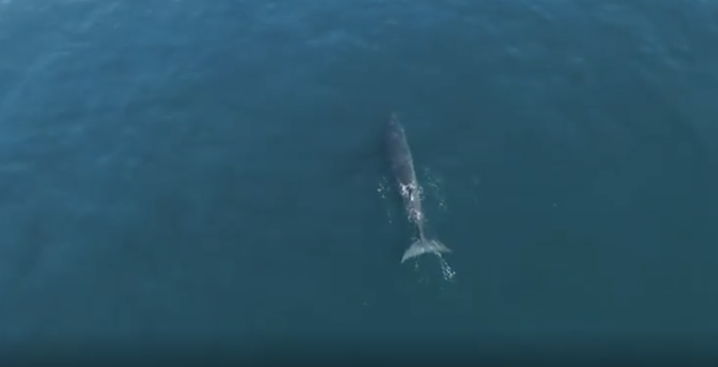 Video: Rare whale spotted in UAE waters